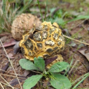 Scleroderma sp. at Duffy, ACT - 3 Apr 2022