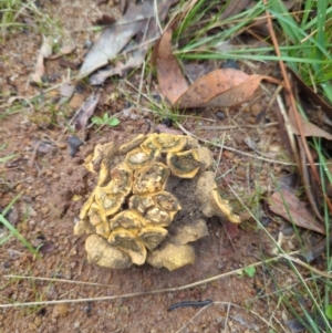 Scleroderma sp. at Duffy, ACT - 3 Apr 2022