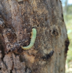 Pergidae sp. (family) (Unidentified Sawfly) at Duffy, ACT - 3 Apr 2022 by Rebeccajgee