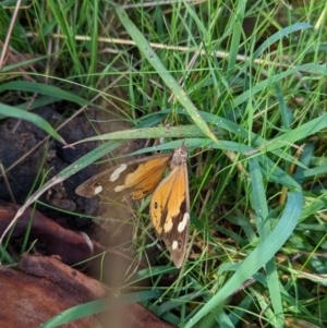 Heteronympha merope at Duffy, ACT - 3 Apr 2022 10:21 AM