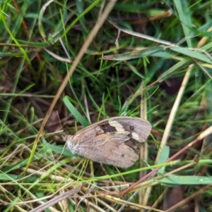 Heteronympha merope at Duffy, ACT - 3 Apr 2022