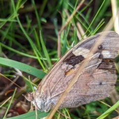 Heteronympha merope at Duffy, ACT - 3 Apr 2022