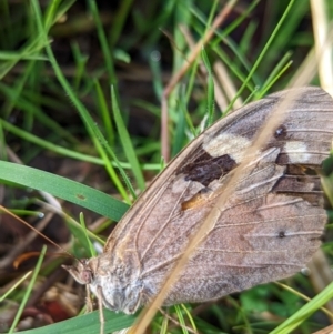 Heteronympha merope at Duffy, ACT - 3 Apr 2022 10:21 AM