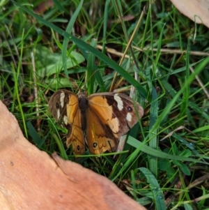 Heteronympha merope at Duffy, ACT - 3 Apr 2022