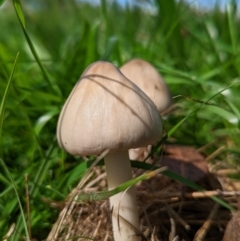 Volvopluteus gloiocephalus (Big Sheath Mushroom) at Duffy, ACT - 3 Apr 2022 by Rebeccajgee