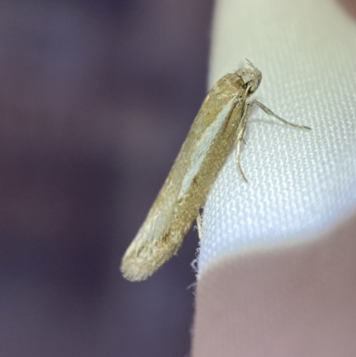 Palimmeces undescribed species near concolor at Jerrabomberra, NSW - 3 Apr 2022 by Steve_Bok