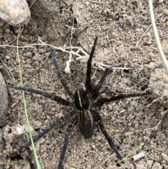 Pisauridae (family) (Water spider) at Bonython, ACT - 2 Apr 2022 by GG