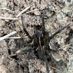 Pisauridae (family) at Bonython, ACT - 2 Apr 2022