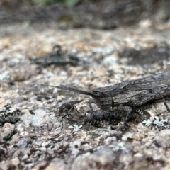 Coryphistes ruricola (Bark-mimicking Grasshopper) at Rendezvous Creek, ACT - 26 Mar 2022 by GG