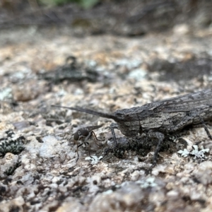 Coryphistes ruricola at Rendezvous Creek, ACT - 26 Mar 2022