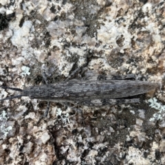 Coryphistes ruricola at Rendezvous Creek, ACT - 26 Mar 2022