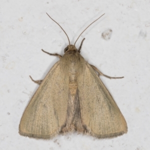 Heliocheilus moribunda at Melba, ACT - 10 Feb 2022