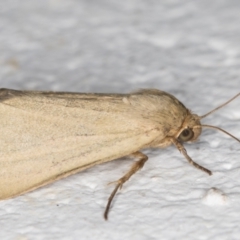 Heliocheilus moribunda at Melba, ACT - 10 Feb 2022 10:48 PM