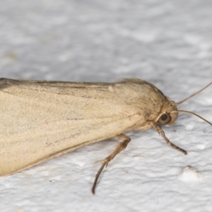 Heliocheilus moribunda at Melba, ACT - 10 Feb 2022 10:48 PM