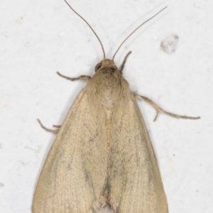Heliocheilus moribunda at Melba, ACT - 10 Feb 2022 10:48 PM