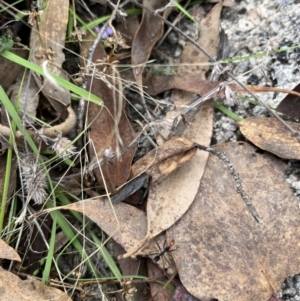 Leptomyrmex erythrocephalus at Rendezvous Creek, ACT - 26 Mar 2022