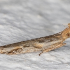 Eutorna tricasis at Melba, ACT - 10 Feb 2022 10:54 PM