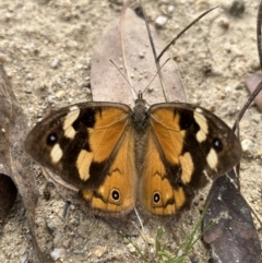 Heteronympha merope at Rendezvous Creek, ACT - 26 Mar 2022 12:21 PM