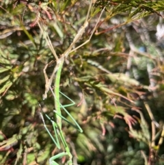 Mantidae (family) adult or nymph at Gordon, ACT - 20 Mar 2022 by GG