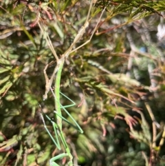 Unidentified Praying mantis (Mantodea) at Gordon, ACT - 20 Mar 2022 by GG