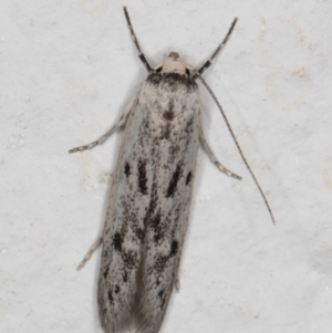 Oecophoridae provisional species 2 at Melba, ACT - 10 Feb 2022