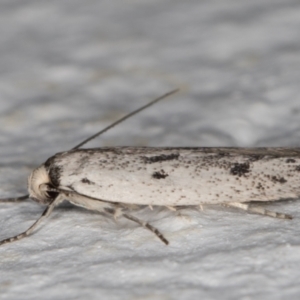 Oecophoridae provisional species 2 at Melba, ACT - 10 Feb 2022