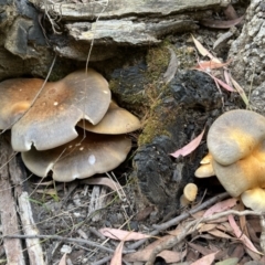 zz agaric (stem; gill colour unknown) at Paddys River, ACT - 13 Feb 2022 by GG