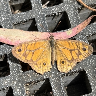 Geitoneura acantha (Ringed Xenica) at Paddys River, ACT - 13 Feb 2022 by GG