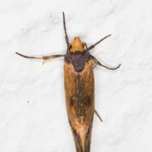 Isomoralla pyrrhoptera at Melba, ACT - 10 Feb 2022 11:44 PM