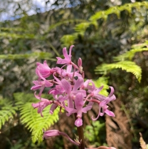 Dipodium roseum at Paddys River, ACT - 13 Feb 2022