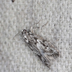 Lichenaula (genus) at O'Connor, ACT - 11 Mar 2022