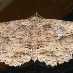 Artigisa impropria (Bark Artigisa) at Ainslie, ACT - 3 Mar 2022 by jb2602