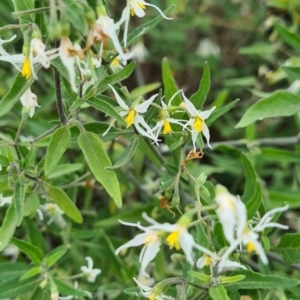 Solanum chenopodioides at Googong, NSW - 3 Apr 2022