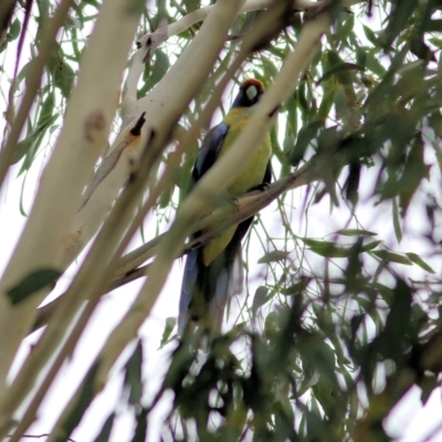 Platycercus elegans flaveolus (Yellow Rosella) at Thurgoona, NSW - 3 Apr 2022 by KylieWaldon