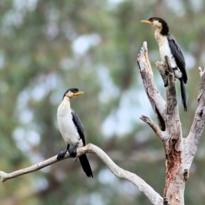 Microcarbo melanoleucos (Little Pied Cormorant) at Thurgoona, NSW - 2 Apr 2022 by KylieWaldon
