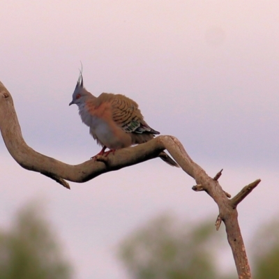 Ocyphaps lophotes (Crested Pigeon) at Thurgoona, NSW - 2 Apr 2022 by KylieWaldon