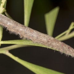 Pararguda nasuta (Wattle Snout Moth) at Acton, ACT - 4 Feb 2022 by AlisonMilton