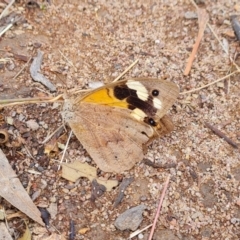 Heteronympha merope (Common Brown Butterfly) at Mount Mugga Mugga - 3 Apr 2022 by Mike