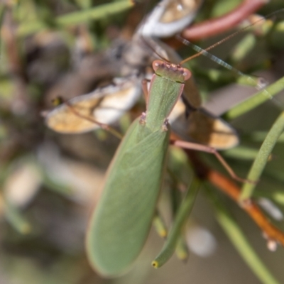 Orthodera ministralis (Green Mantid) at Mount Clear, ACT - 29 Mar 2022 by SWishart