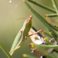 Orthodera ministralis at Mount Clear, ACT - 29 Mar 2022