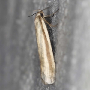 Palimmeces pseudomorpha at O'Connor, ACT - 13 Feb 2022