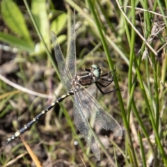 Synthemis eustalacta (Swamp Tigertail) at Mount Clear, ACT - 29 Mar 2022 by SWishart