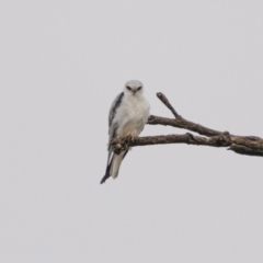 Elanus axillaris (Black-shouldered Kite) at Gundaroo, NSW - 3 Apr 2022 by trevsci