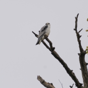 Elanus axillaris at Gundaroo, NSW - 3 Apr 2022 08:51 AM