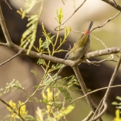 Neochmia temporalis (Red-browed Finch) at Lake George, NSW - 3 Apr 2022 by trevsci