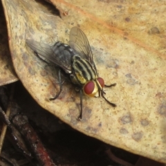 Sarcophagidae (family) (Unidentified flesh fly) at Hall Horse Paddocks - 3 Apr 2022 by Christine