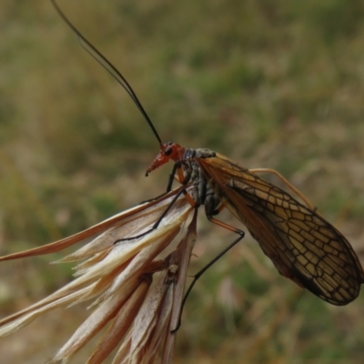 Chorista australis (Autumn scorpion fly) at Hall, ACT - 3 Apr 2022 by Christine