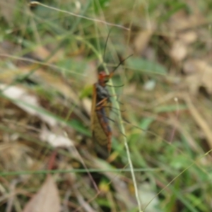 Chorista australis at Hall, ACT - 3 Apr 2022