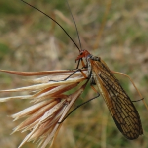 Chorista australis at Hall, ACT - 3 Apr 2022