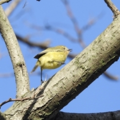 Acanthiza nana (Yellow Thornbill) at Burradoo, NSW - 3 Apr 2022 by GlossyGal